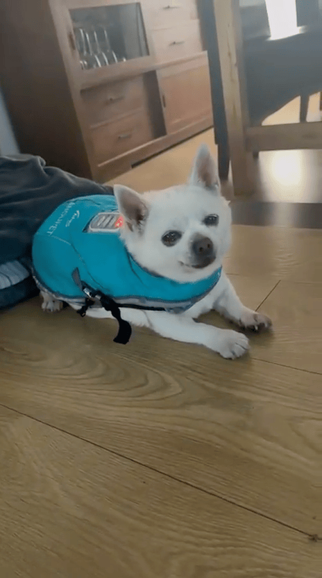 Mila voor ANDUPET
