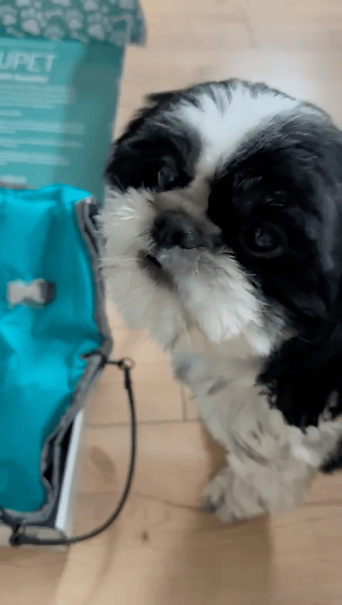 Teddy voor ANDUPET